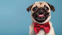 Adorable Pug Dog Wearing A Red Polka Dot Bow Tie. Cute Pet Portrait. Perfect For Greeting Cards. Studio Shot On Blue Background. AI