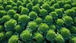 farm pattern broccoli fresh
