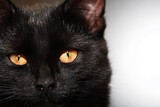 Fototapeta Łazienka - Portrait Of A Black Cat
