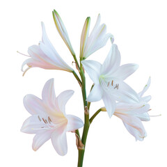 Wall Mural - Two white flowers on a stem