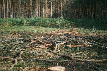 Canvas Print - Ecological Damage. Deforestation Impact on European Evergreen Forests.