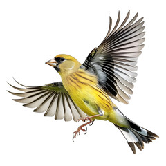 Wall Mural - american goldfinch in motion isolated white background