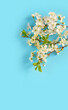 spring background. white cherry flowers on blue backdrop. floral season concept. copy space. flat lay. template for design