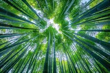 Fototapeta Sypialnia - The Canopy of Bamboo A Symphony of Nature's Architecture Generative AI