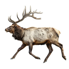 Wall Mural - north american elk in motion isolated white background