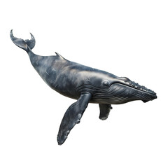 Wall Mural - greenland whale in motion isolated white background