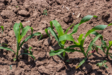 Wall Mural - Young corn plants growing on the field on a sunny day. Selective focus