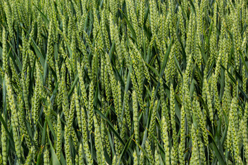 Wall Mural - Green wheat field. Green background with wheat. Young green wheat seedlings growing on a field. Agricultural field on which grow immature young cereals, wheat