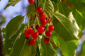 Wall Mural - Branch of ripe red cherries on a tree in a garden