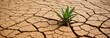 Plant growing in dried cracked mud. A small plant growing in the middle of dry land, impact of climate change, ecological catastrophe