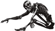 Vector Image - skeleton silhouette in power pose isolated