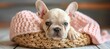 Chic french bulldog puppy relaxing in a comfortable bed, a fashionable companion