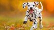 Playful dalmatian puppy frolicking in a meadow, a spotted energetic companion in nature
