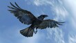 High-Flying Common Raven in the Blue Sky - A Wild Bird Spreading Its Wings
