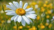 Marguerite Flower in the Meadow. Beautiful White Daisy with Yellow Stamen and Flora of Spring in Field