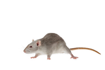 Wall Mural - Gray rat isolated on a white background. Mouse for cutting and copying. Photo of a rodent for the inscription and title