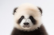 Portrait of a panda on a white background. Generative Ai