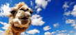 Camel on a background of the blue sky with white clouds, panoramic layout. Generative Ai
