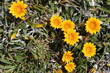Vibrant Yellow Wildflowers in Greenery, Gazania rigens