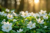 Fototapeta  - Beautiful white flowers of anemones in spring in a forest close-up in sunlight in nature. Spring forest landscape with flowering primroses
