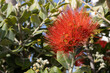 Vibrant Pohutukawa Tree Blooms in Cyprus