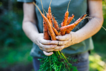 Woman farmer holding harvested carrots from organic garden in her hands. Fresh root vegetable