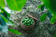 Harvested green unripe walnut in wicker basket for homemade nut liqueur