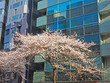 満開の桜とビル。東京の道路風景。