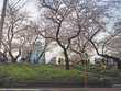 満開の桜並木と外濠公園沿いの歩道。