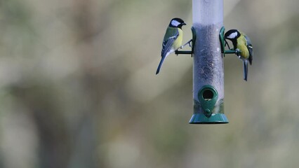 Wall Mural - Great Tit, Parus major on a feeder in forest