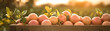Grapefruits harvested in a wooden box with orchard and sunshine in the background. Natural organic fruit abundance. Agriculture, healthy and natural food concept. Horizontal composition, banner.