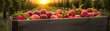 Nectarines harvested in a wooden box with orchard and sunset in the background. Natural organic fruit abundance. Agriculture, healthy and natural food concept. Horizontal composition, banner.