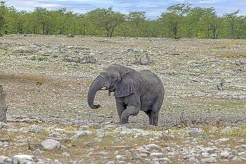 Picture of an elephant in Etosha National Park in Namibia during the day