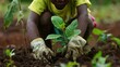 close-up of an African American child planting a plant