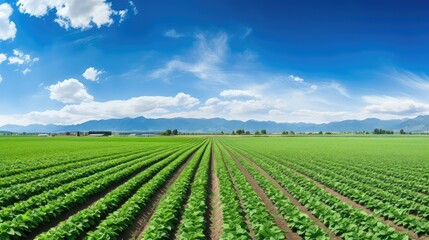 Canvas Print - harvest vegetable crop farm