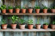 Various potted herbs on wooden shelves against a rustic background