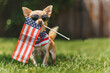 A comical chihuahua, decked out in sunglasses and a patriotic bandana, gripping the American flag in its mouth, standing proudly on a grassy lawn, ready for the 4th of July festivities,