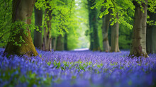 Enchanting Forest With A Carpet Of Bluebells Stretching As Far As The Eye Can See.