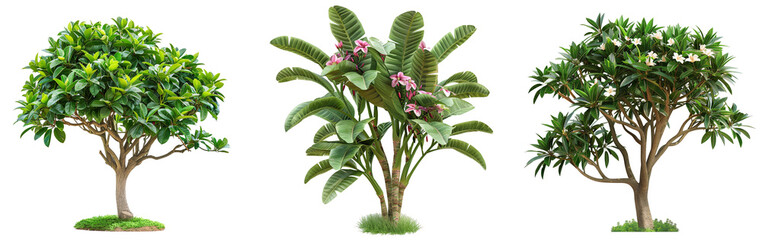Poster - Flower bush shrub tree plant isolated tropical jungle plant with clipping path