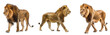 Side view of a Lion walkin