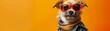 A small dog makes a fashion statement with colorful clothes and red sunglasses on an orange background.