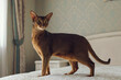 Abyssinian shorthair cat walks at home on the bed in the bedroom
