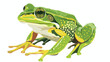 A colour illustration of a green coloured frog vector