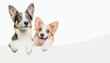 © netsay - dogs peeking over white edge. Web banner. Cute pets. White background.