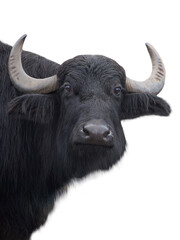 Poster - Carpathian buffalo isolated on a white