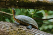 Central American river turtle basking on a log in Costa Rica