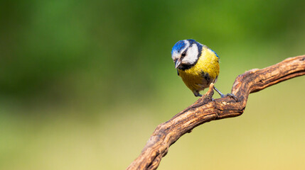 Wall Mural - Blue Tit, Parus caeruleus, Mediterranean Forest, Castilla y Leon, Spain, Europe