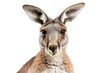 Majestic Kangaroo Portrait isolated on transparent background