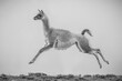 Mono guanaco jumps in air on horizon