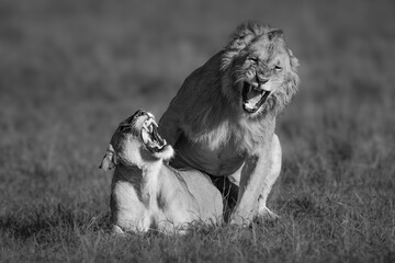 Canvas Print - Mono lion and lioness roar during mating